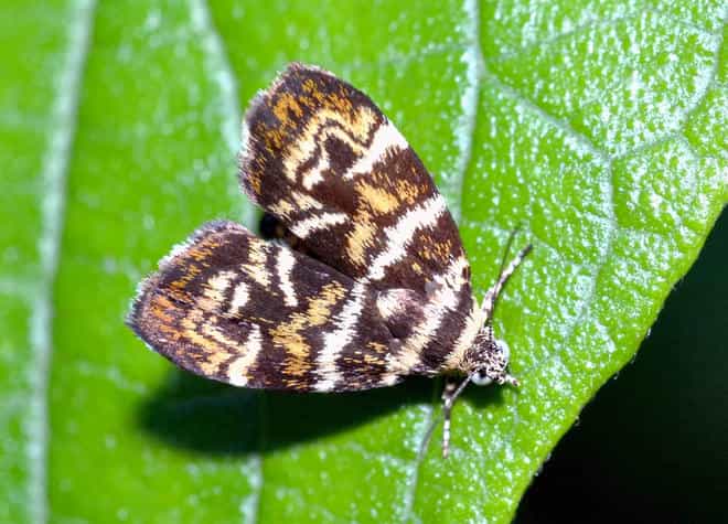 �����}�ӁE�C�k�r���n�}�L���h�L